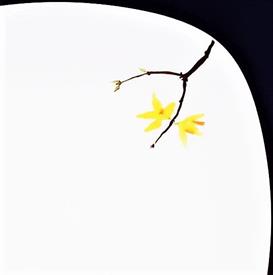 Picture of PAINTED GARDEN FORSYTHIA by Wedgwood