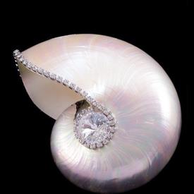 -NAUTILUS SHELL WITH CLEAR SWAROVSKI CRYSTALS. 3.75" TALL, 6" LONG                                                                          