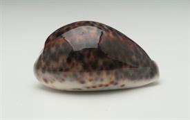 -LARGE TIGER COWRIE SHELL. 3.5"-4"                                                                                                          