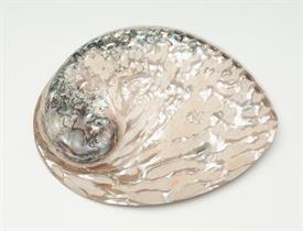 -FINELY POLISHED SOUTH AFRICAN ABALONE. 5.5"-6" LONG, 4.5" WIDE                                                                             