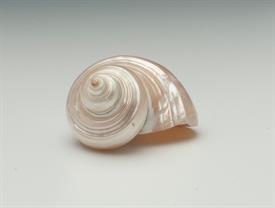 -PEARLIZED GOLDMOUTH TURBO SHELL. 2.5"                                                                                                      