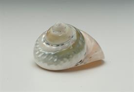 -PEARLIZED MAGPIE SHELL. 2.5"-3"                                                                                                            